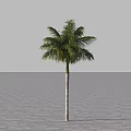 Tall Palm Tree Standing Alone On Gray Paved Ground With Gray Sky Background 3d model