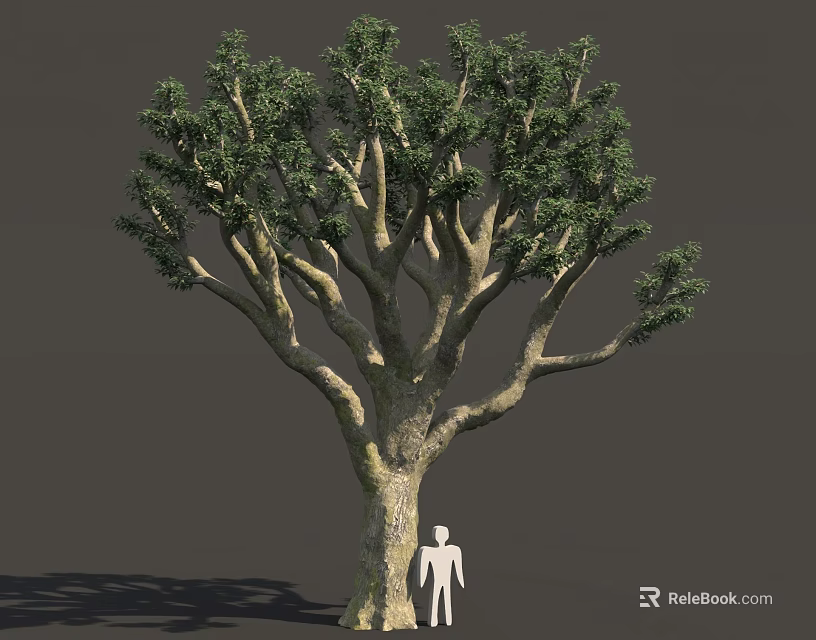 Tall Tree With Thick Trunk And Dense Green Leaves Beside Human Figure For Scale 3d model 