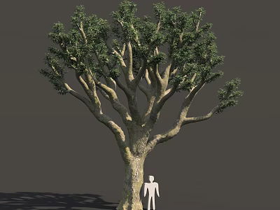 Tall Tree With Thick Trunk And Dense Green Leaves Beside Human Figure For Scale 3d model