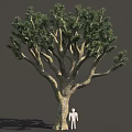 Tall Tree With Thick Trunk And Dense Green Leaves Beside Human Figure For Scale
