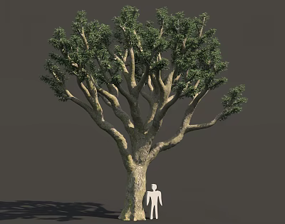 Tall Tree With Thick Trunk And Dense Green Leaves Beside Human Figure For Scale 3d model