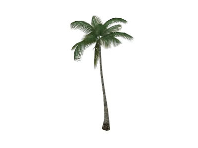 Tall Healthy Palm Tree With Slender Trunk And Lush Green Fronds 3d model