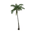 Tall Healthy Palm Tree With Slender Trunk And Lush Green Fronds