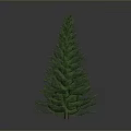 Tall Green Pine Tree Standing Against Gray Background in Natural Scene 3d model