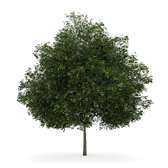 camphor tree outdoor landscape tree plant trees 3d model