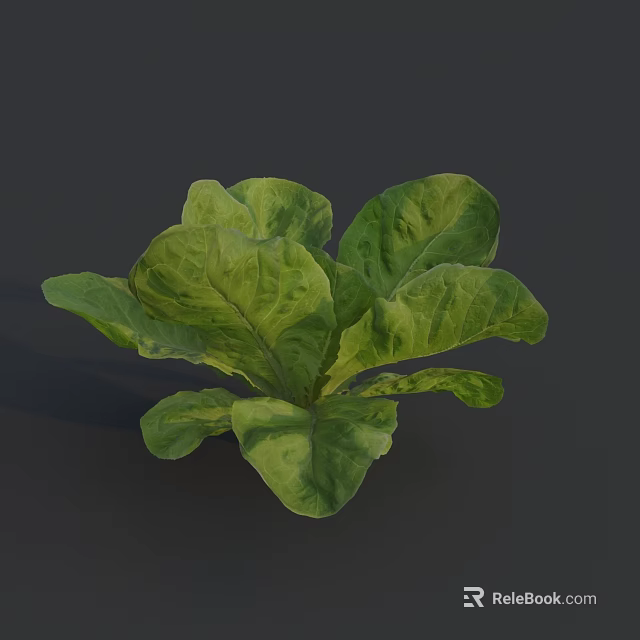 Fresh Green Lettuce with Vibrant Healthy Leaves in Close Up Natural View 3d model 