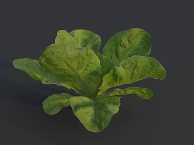 Fresh Green Lettuce with Vibrant Healthy Leaves in Close Up Natural View 3d model