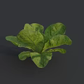 Fresh Green Lettuce with Vibrant Healthy Leaves in Close Up Natural View