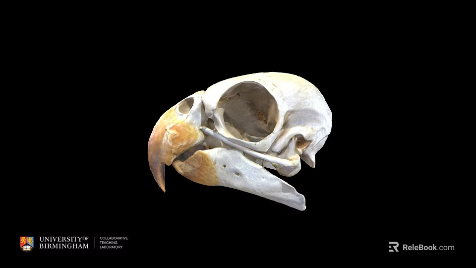 Detailed Bird Skull Skeleton Anatomical Structure With Beak And Eye Socket 3d model 