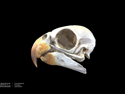 Detailed Bird Skull Skeleton Anatomical Structure With Beak And Eye Socket 3d model