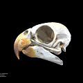 Detailed Bird Skull Skeleton Anatomical Structure With Beak And Eye Socket