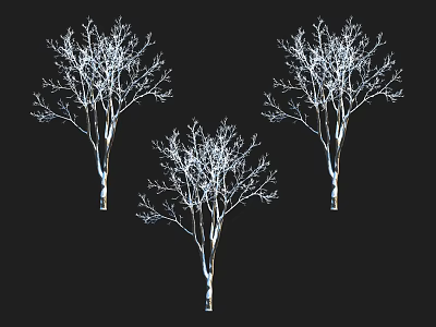 Three Leafless Deciduous Trees With White Trunks On Black Background 3d model