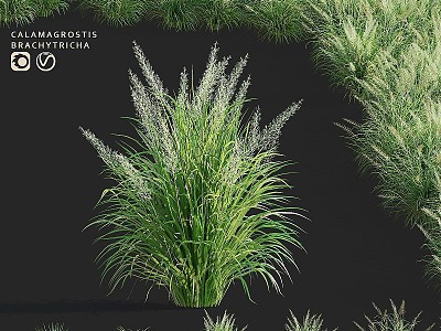 modern flowers grain grass ornamental grass fountain grass model