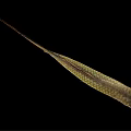 Colorful Freshwater Fish with Striped Body Orange Tail and Shiny Scales