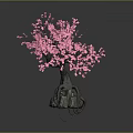 Vibrant Pink Flowering Tree With Twisted Trunk And Stone Base On Dark Background