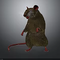 Brown Rat Standing With Red Ears Paws Tail And White Whiskers On Gray Background