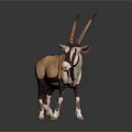 Oryx with Long Curved Horns and Tan White Coat Standing on Black Background