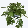 Lush Hanging Basket Green Plants With Trailing Fresh Leaves For Home Decor