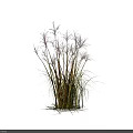 Lush Green Grasses With Slender Stems And Light Plumes Against White Background With Shadows