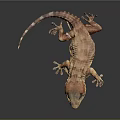 Detailed Brown Gecko With Textured Skin And Large Eyes On Black Background