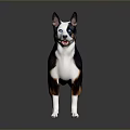 Detailed 3D Character Model of Black White Brown Dog Standing on Dark Reflective Surface