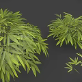 Green Leafy Plants With Long Fresh Leaves In Various Sizes Bushes And Small Clusters