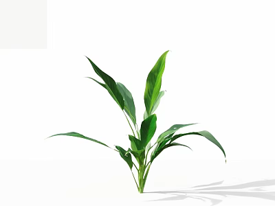 Lush Green Indoor Plant With Healthy Large Broad Leaves For Home Decor 3d model