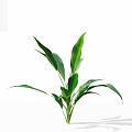 Lush Green Indoor Plant With Healthy Large Broad Leaves For Home Decor