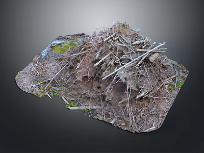 Realistic Natural Scene Component With Twigs Soil And Green Moss 3d model