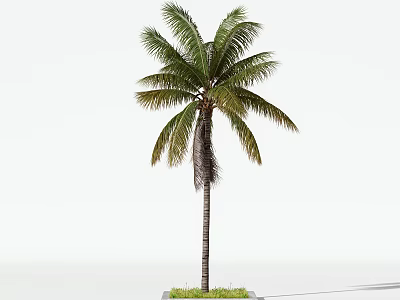 Isolated Tall Palm Tree With Green Fronds Brown Trunk And Grass Base 3d model