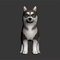 Gray And White Husky With Blue Eyes Standing On Black Background With Curled Tail