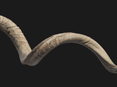 Horns of Modern Animals Horns of Animals 3d model Horns of Modern Animals Horns of Animals 3d model