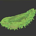 Red Sea Cucumber With Spiny Exterior And Red Internal Flesh On Dark Background