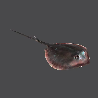 Modern Stingray 3d model