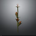 Corn Plant With Green Stem Bearing Orange Corn Cobs And Red Silk Tassels