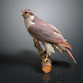 Brown and White Hawk Perched on Wooden Branch with Alert Stance Dark Background