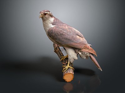 Modern Birds 3d model