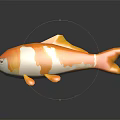Orange And White Koi Fish With Reflection Swimming On Black Background 3d model