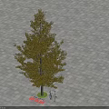 Ginkgo Tree With Yellow Leaves Growing On Paved Ground With Person Standing Under