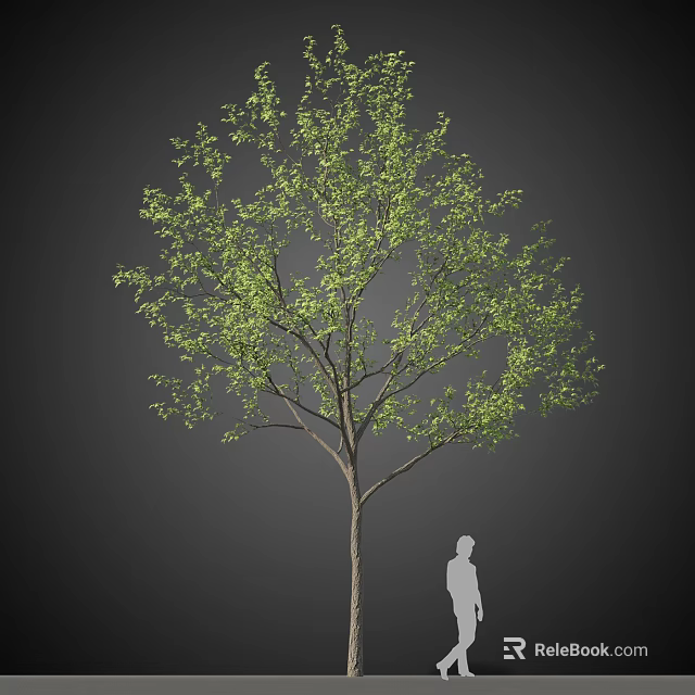 Tall Arbor With Lush Green Leaves And Thick Trunk Next To Human Silhouette 3d model 
