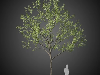 Tall Arbor With Lush Green Leaves And Thick Trunk Next To Human Silhouette 3d model