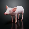 Pink Pig With Big Ears Blue Eyes Standing On Black Background With Reflection 3d model