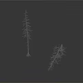 Two Dried Trees One Upright And One Tilted Against White Background