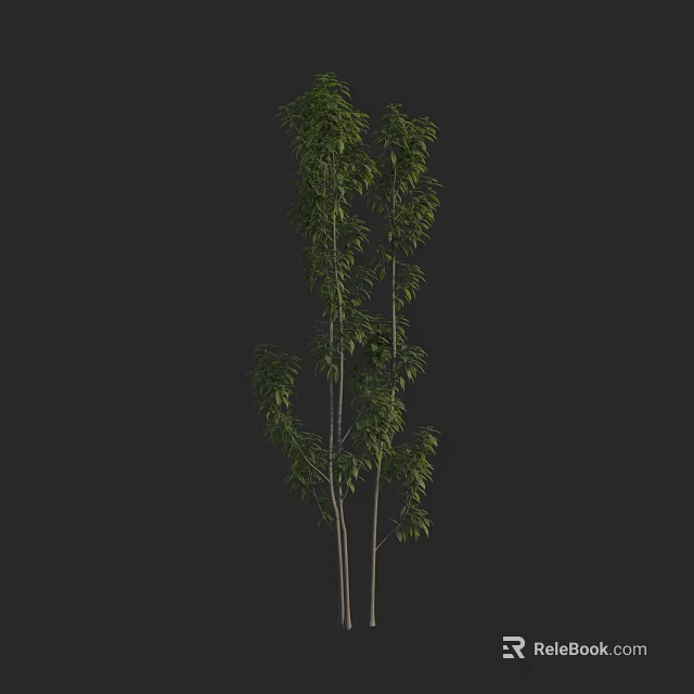 Tall Arbor With Slender Trunks And Lush Green Leaves In Dark Background 3d model 