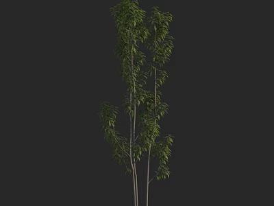 Tall Arbor With Slender Trunks And Lush Green Leaves In Dark Background 3d model