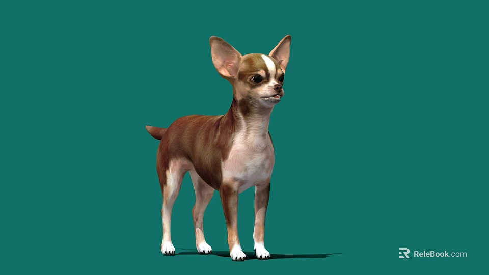 Game and Movie Character Chihuahua in Brown and White Standing Pose on Green Background 3d model 