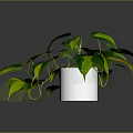 Lush Houseplant With Green And Yellow Variegated Leaves In White Pot On Dark Background