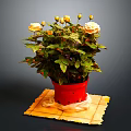 Yellow Flowering Potted Plant With Green Leaves In Red Pot On Yellow Mat