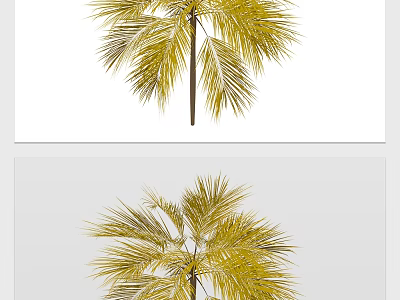 Palm Tree With Yellow Leaves And Leafy Branches On Straight Trunk 3d model