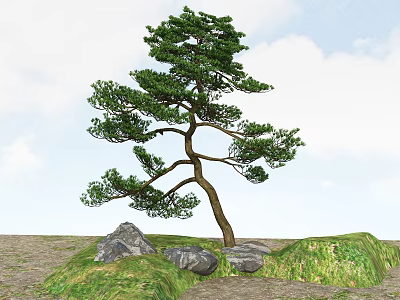 Bonsai Tree With Curved Trunk Lush Green Foliage Surrounded By Rocks Grass Against Blue Sky 3d model